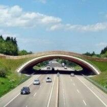 Holz-Beton-Verbund-Wildbrücke